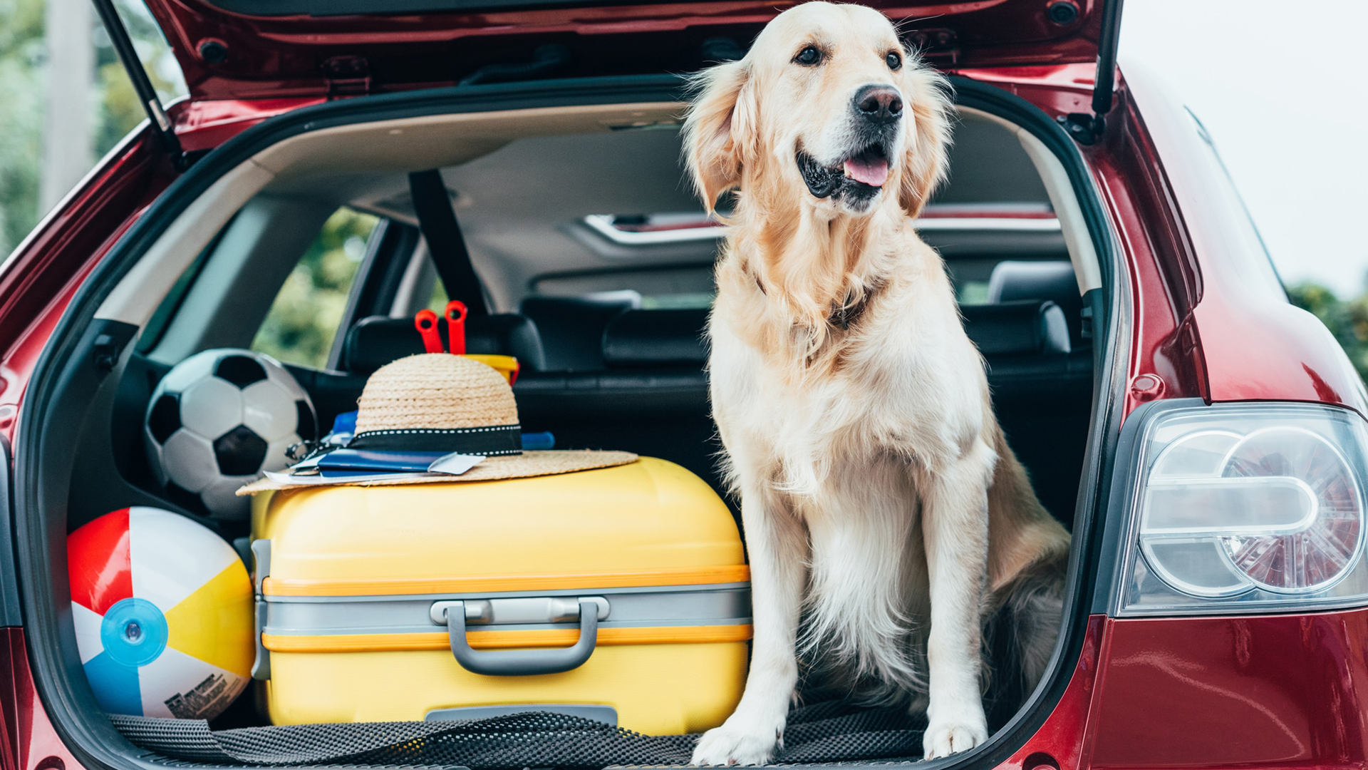 Top Hacks to Travel with Your Dearest Pet