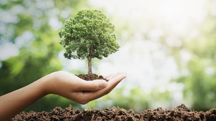 How Planting More Trees Can Control Your Home Temperature